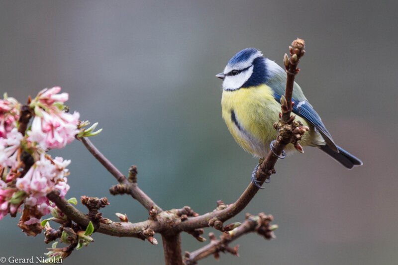 Blue Tit on Branch — Calm, Spring