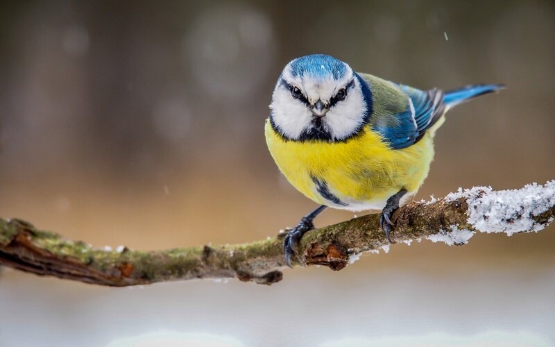 Blue Tit on Branch — Calm