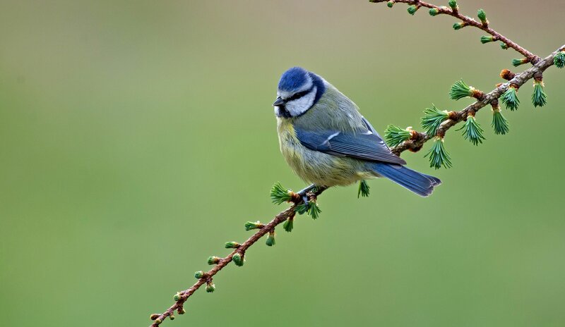 Blue Tit on Branch — Green, Calm