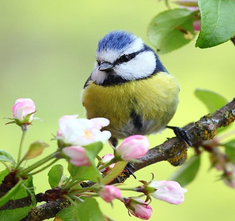 Blue Tit on Branch — Green, Serene, Spring