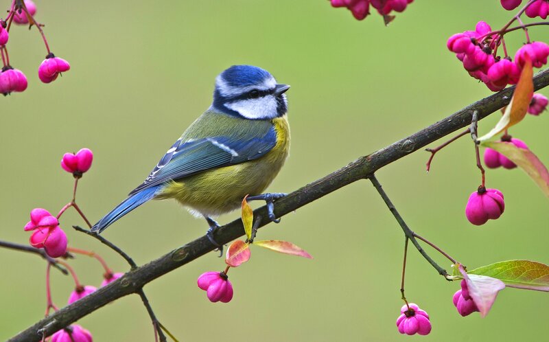 Blue Tit on Branch — Green, Serene