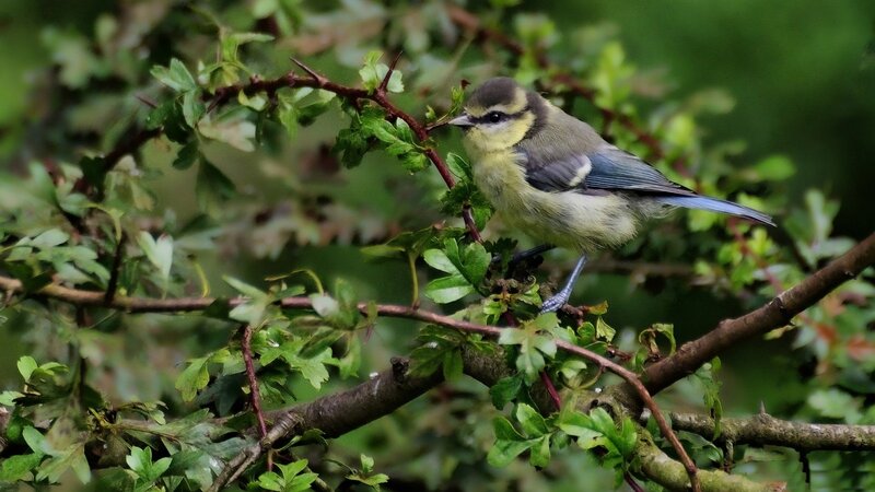 Blue Tit on Branch — Green