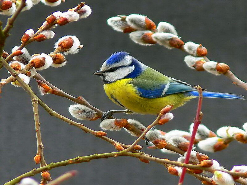 Blue Tit on Branch
