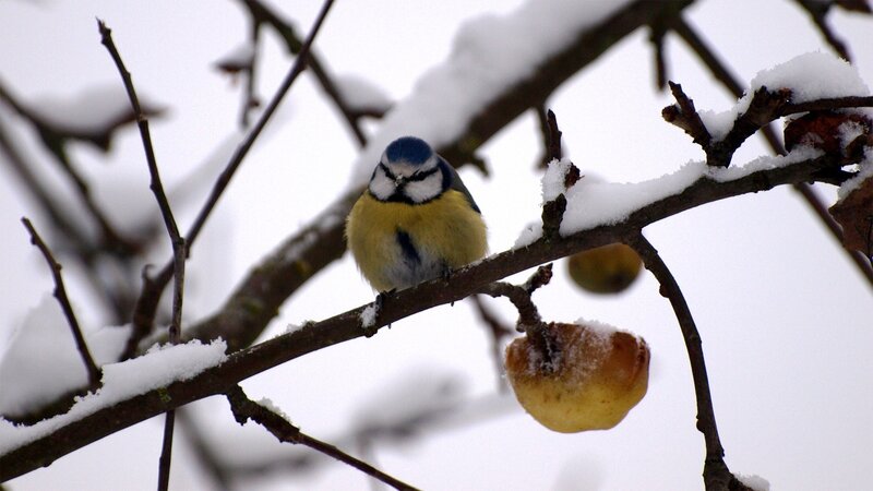 Blue Tit on Branch — White