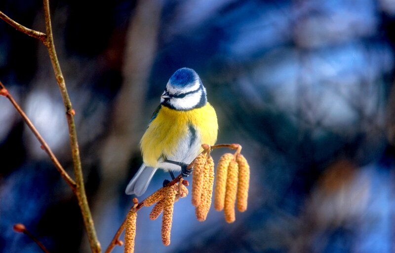 Blue Tit on Branch — Yellow