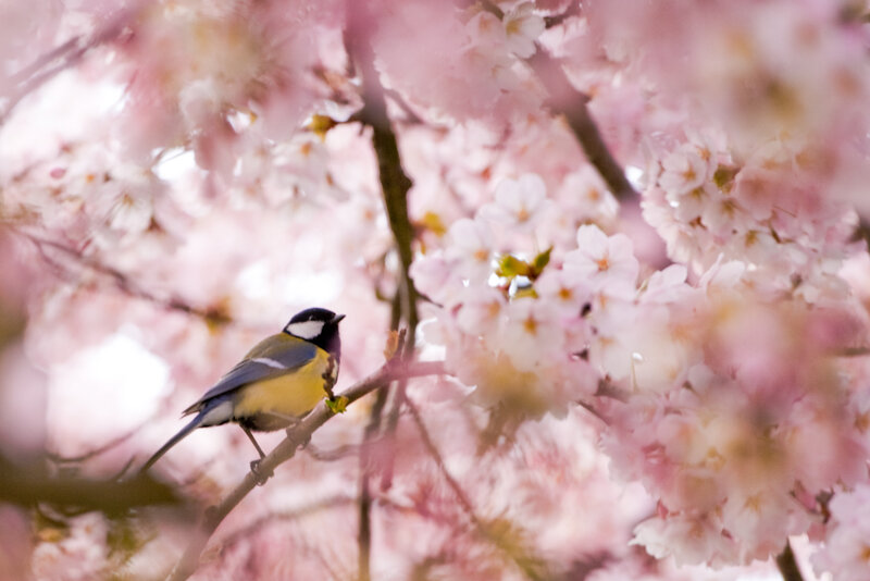 Blue Tit on Cherry Blossom