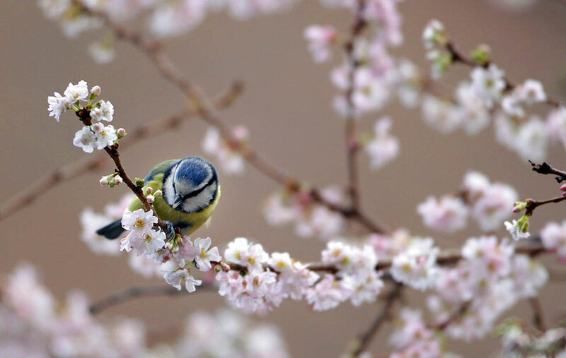 Blue Tit on Cherry Blossom — White