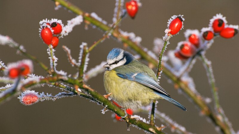 Blue Tit on Frosty Branch