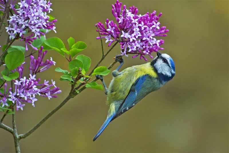 Blue Tit on Lilac Branch — Purple