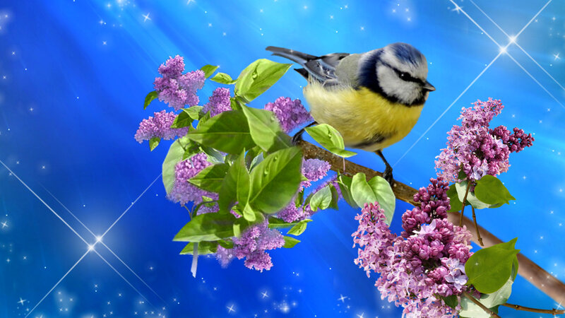 Blue Tit on Lilac Branch — Serene