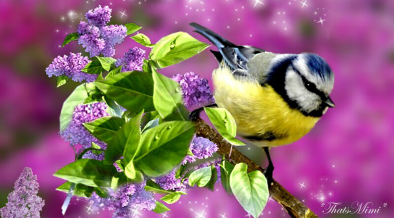 Blue Tit on Lilac Branch