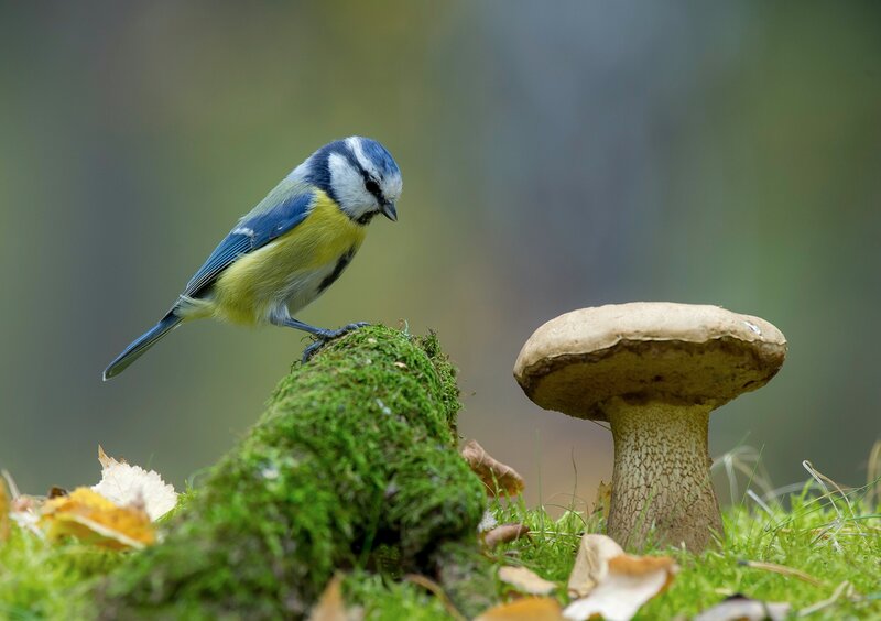 Blue Tit on Moss — Green