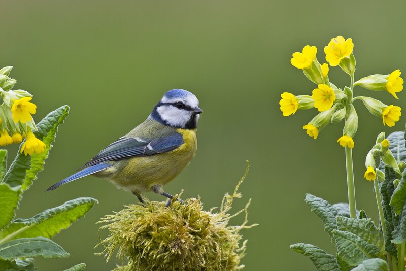Blue Tit on Moss