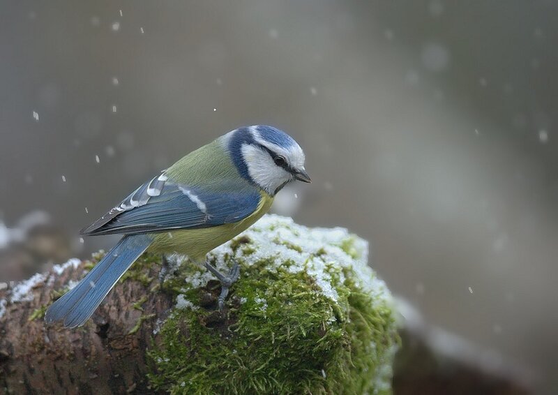 Blue Tit on Mossy Log