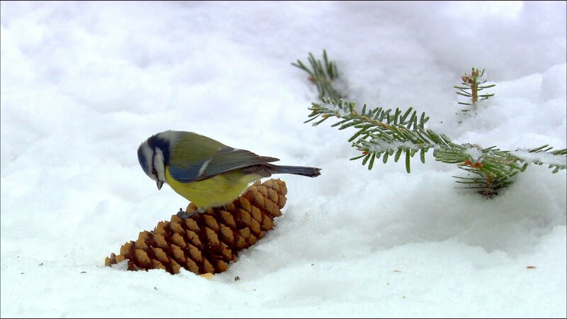 Blue Tit on Pinecone