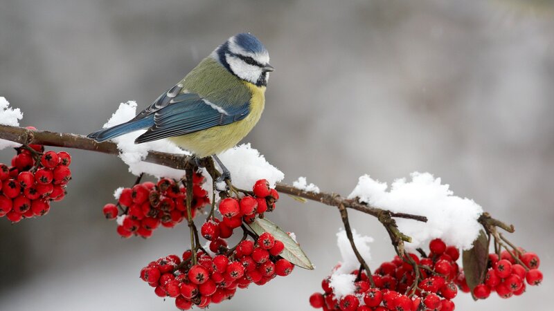 Blue tit on snowy branch
