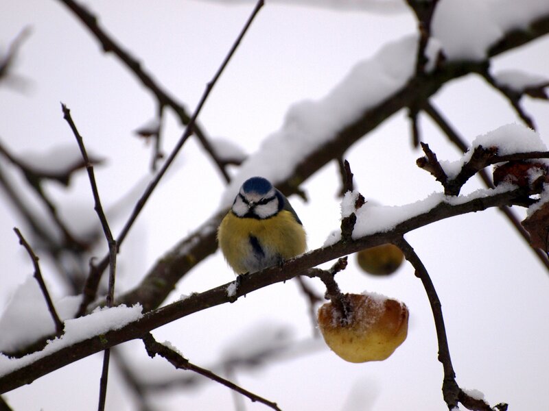 Blue tit on snowy branch