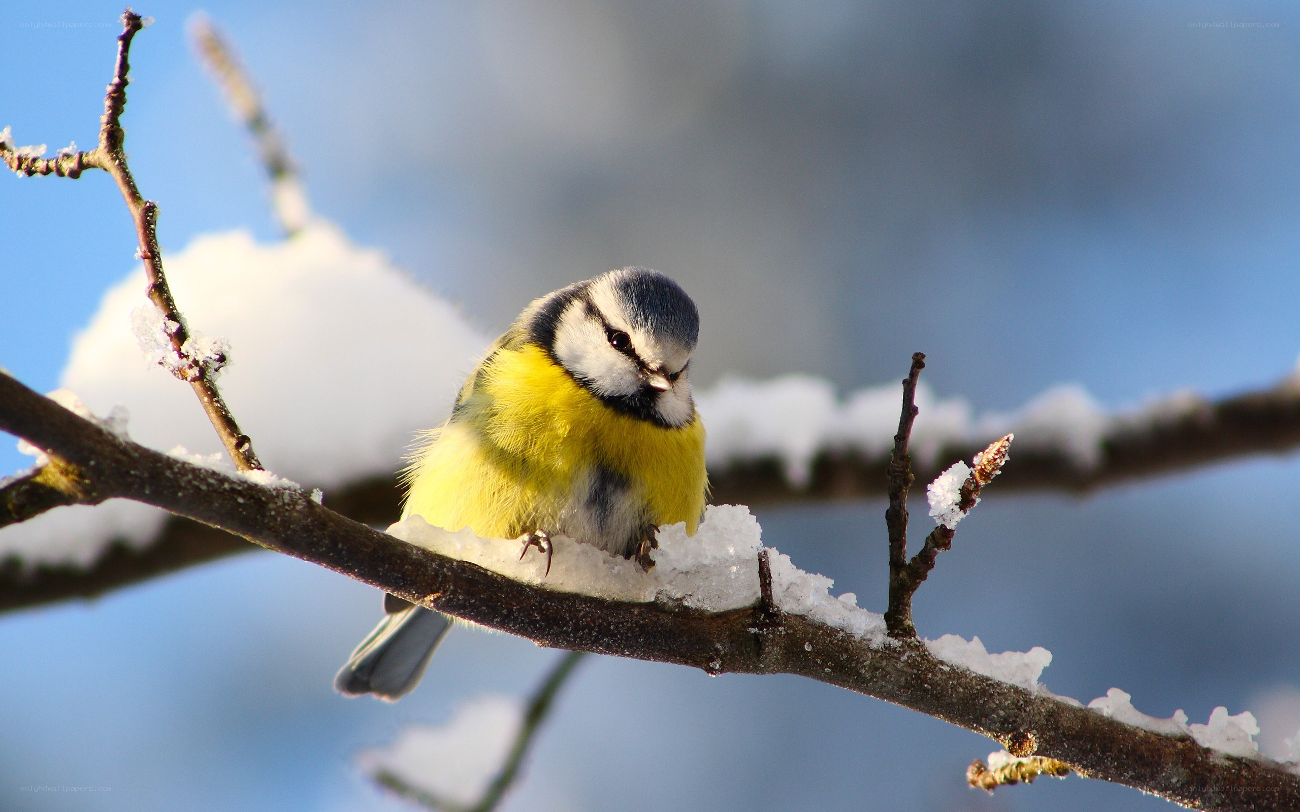Blue tit on snowy branch