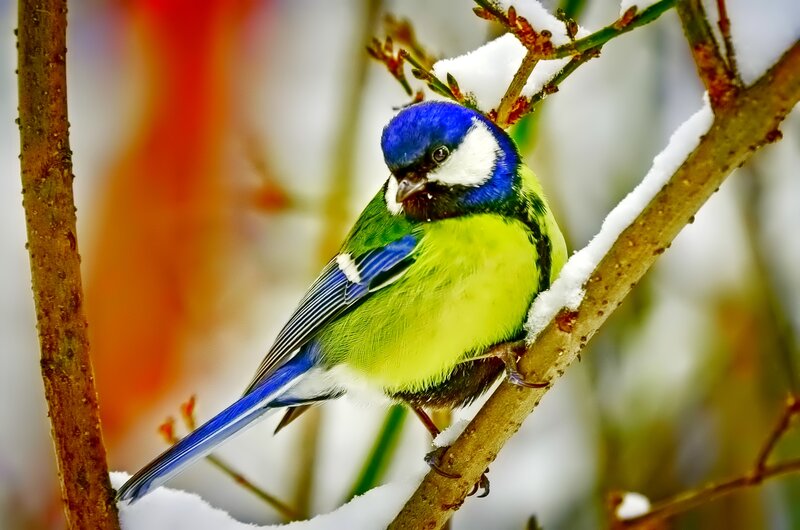 Blue Tit on Snowy Branch — Calm