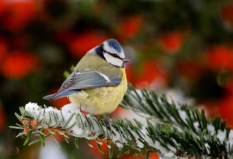 Blue Tit on Snowy Branch — Green
