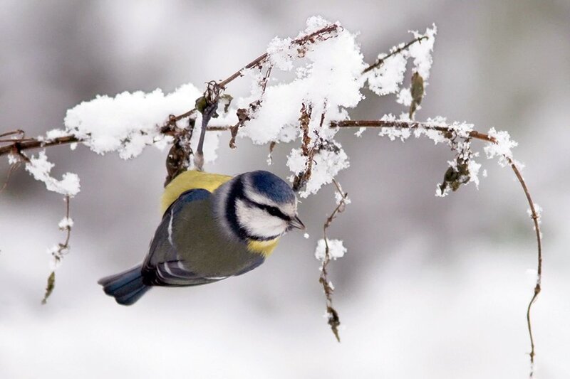 Blue Tit on Snowy Branch — White