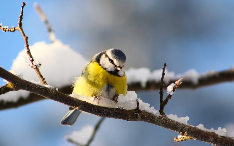 Blue Tit on Snowy Branch — Yellow, Calm