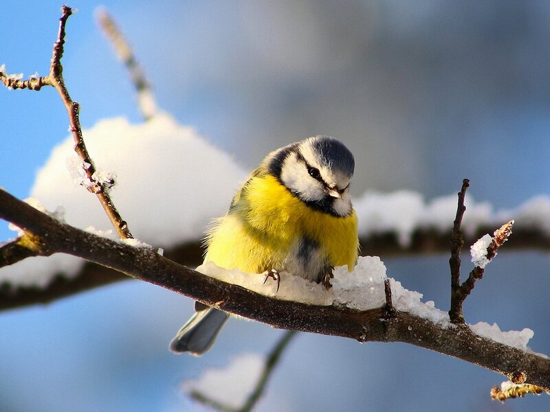 Blue Tit on Snowy Branch — Yellow, Calm, Winter