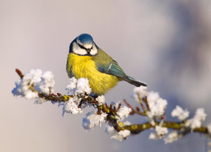 Blue Tit on Snowy Branch — Yellow