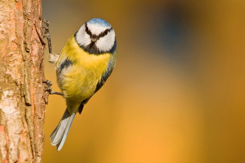 Blue Tit on Tree Trunk
