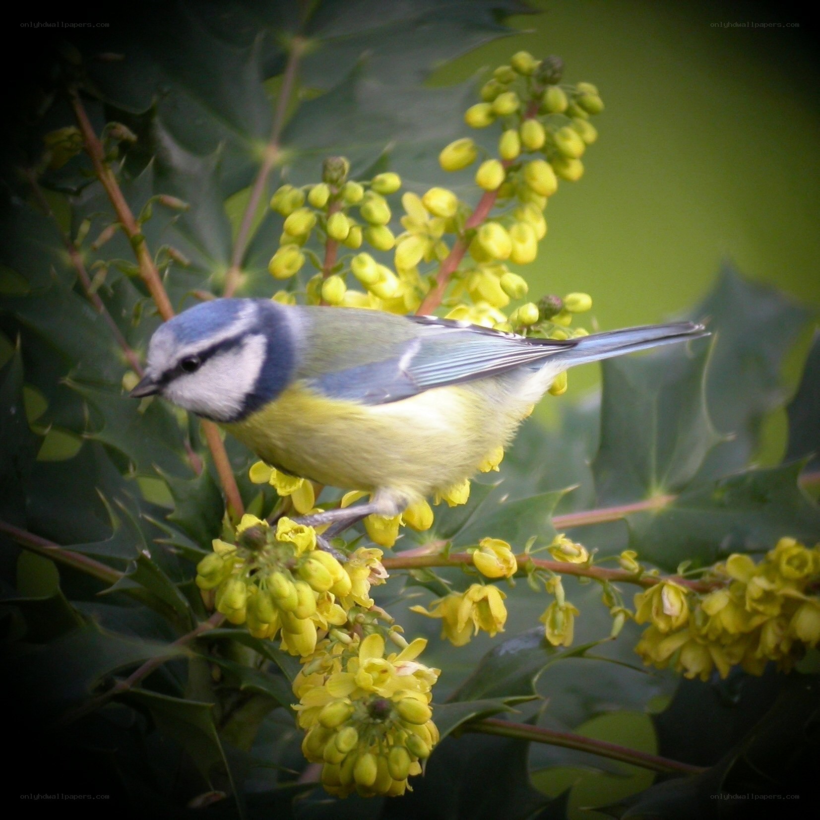 Blue tit on yellow flowers