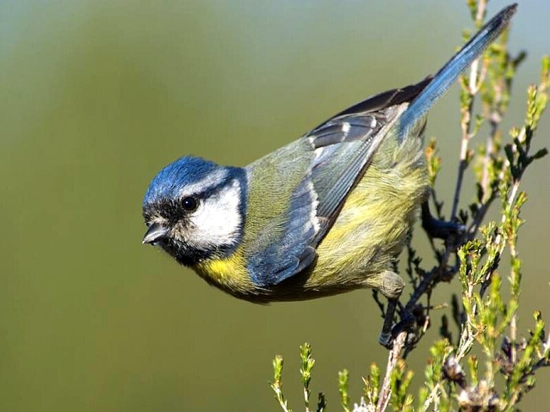 blue tit perched on a branch