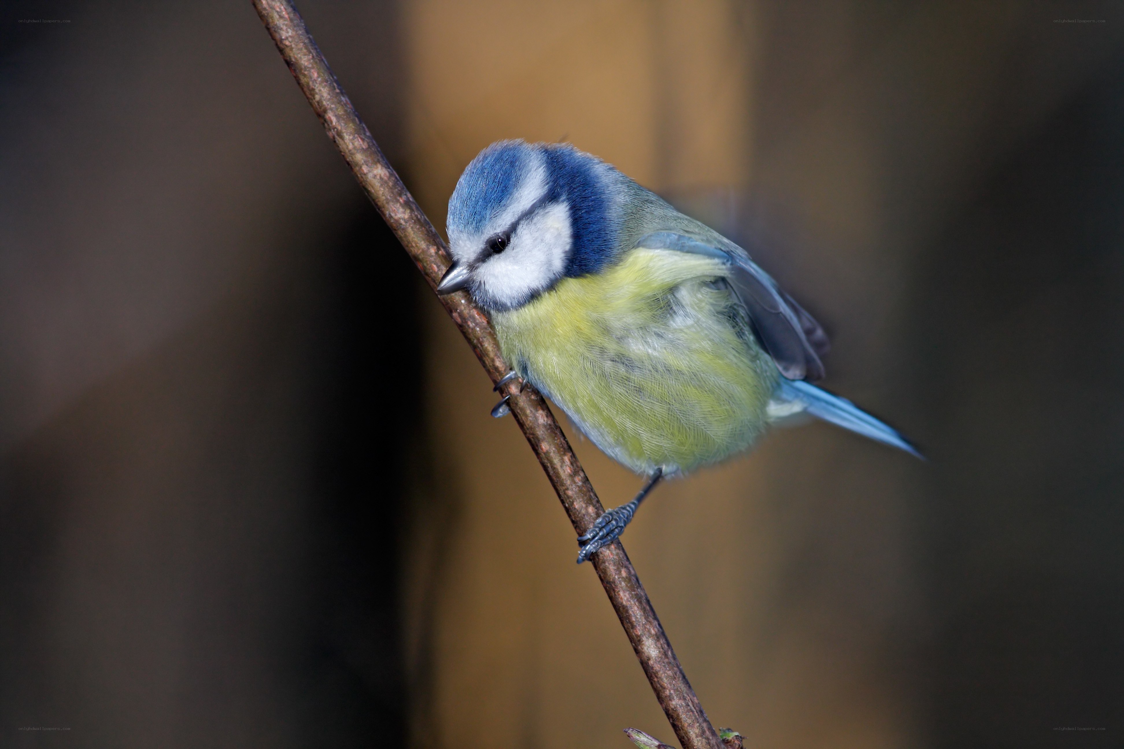 Blue tit perched on a branch