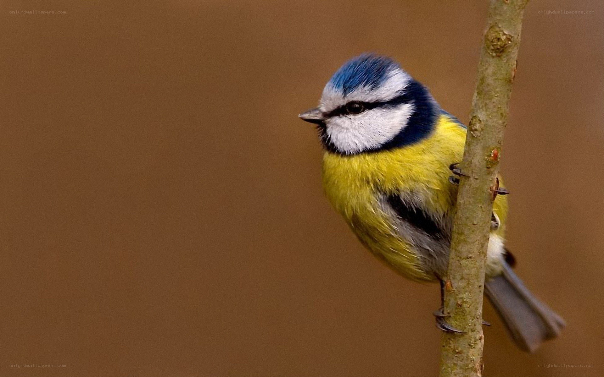 blue tit perched on a branch