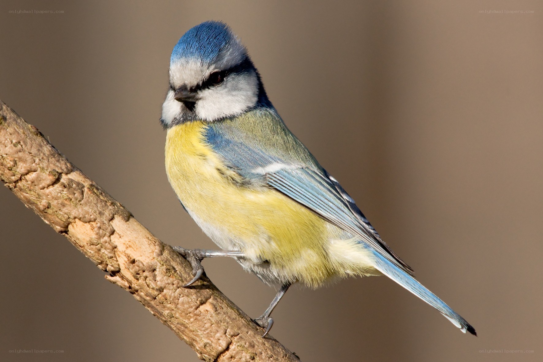 blue tit perched on a branch