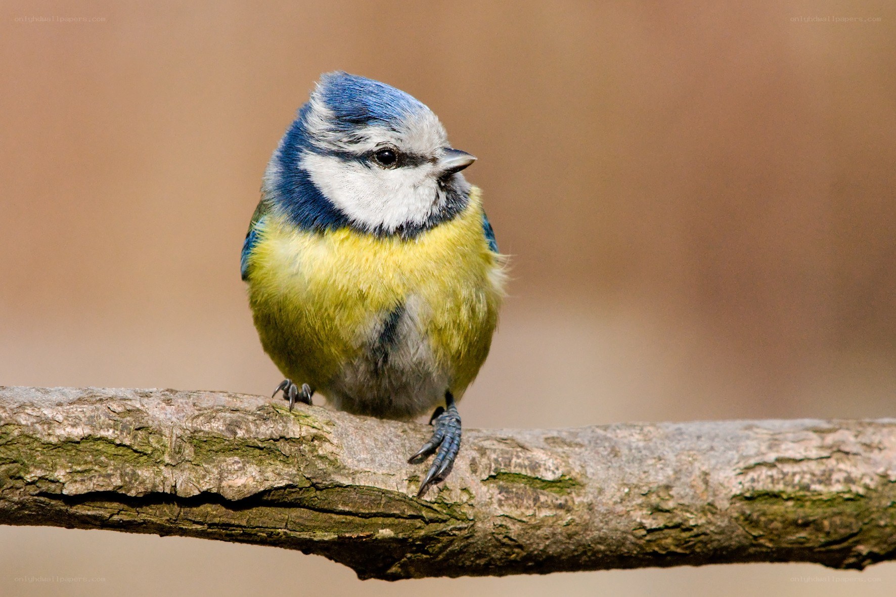 blue tit perched on a branch