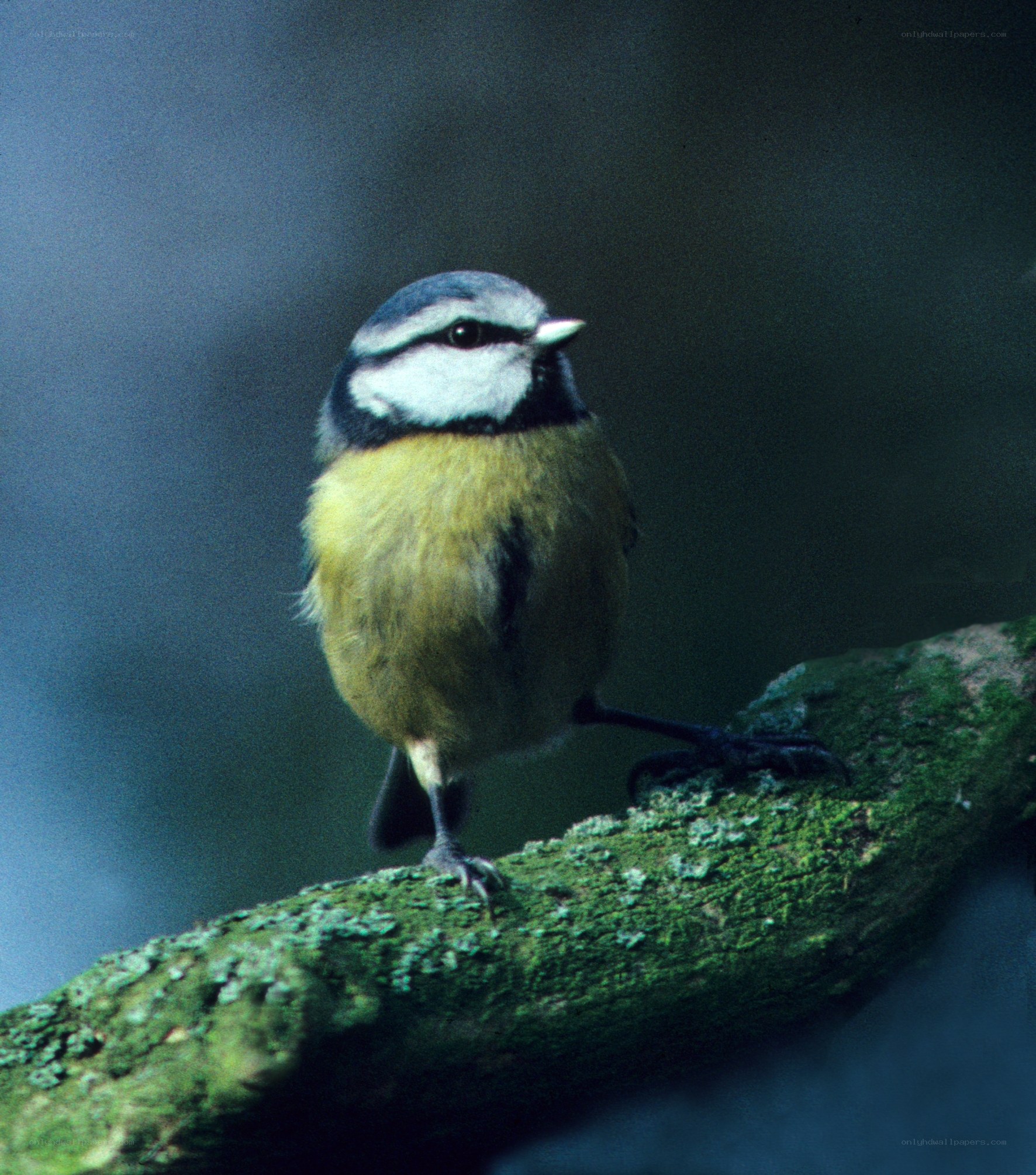 blue tit perched on a branch