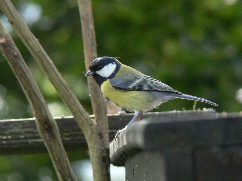 Blue tit perched on a feeder