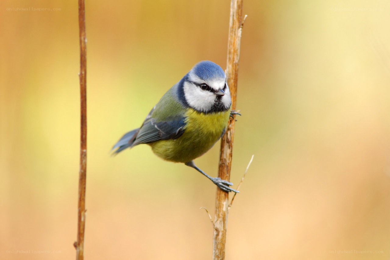 blue tit perched on a twig