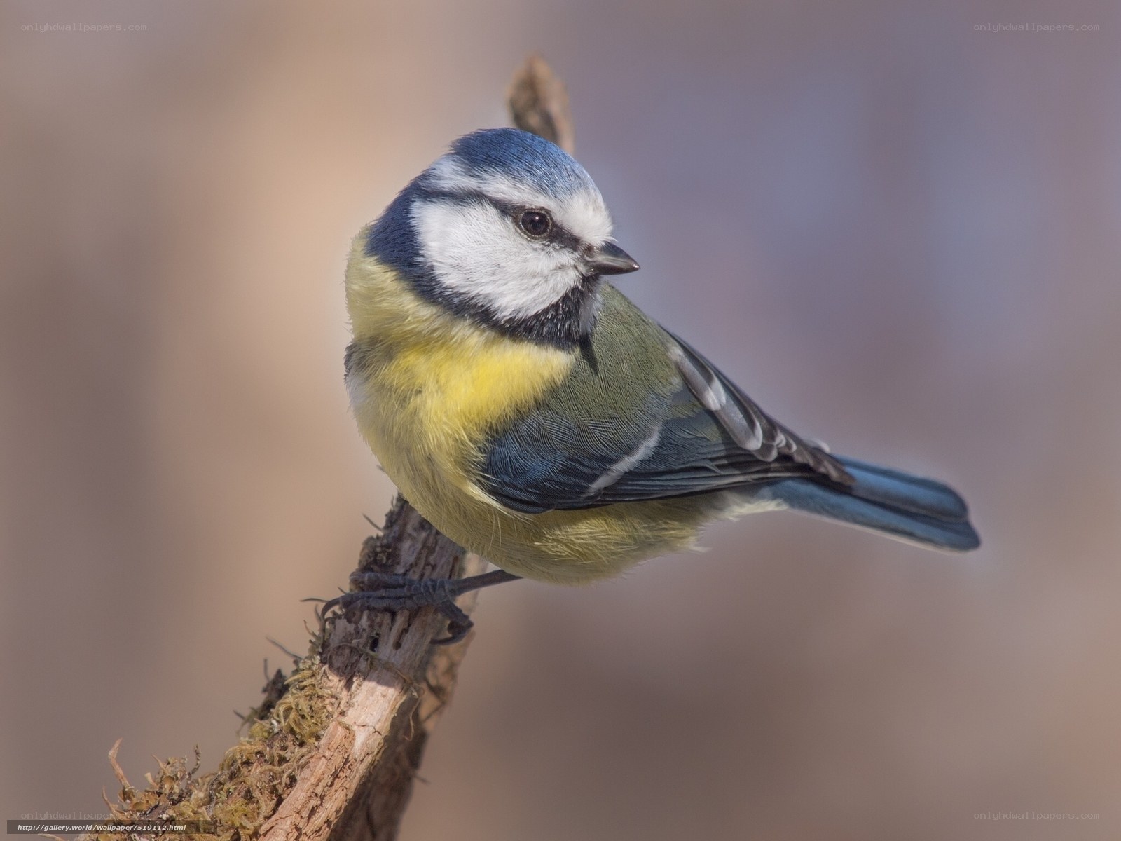 blue tit perched on branch