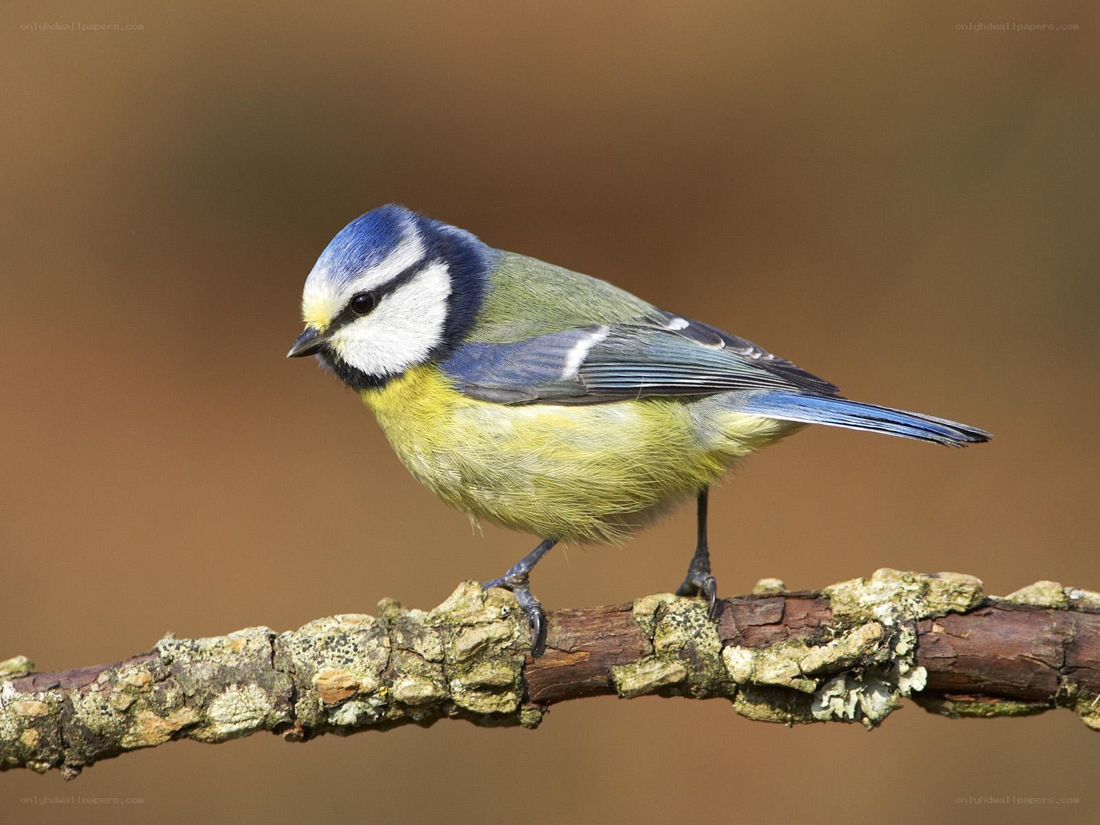 blue tit perched on branch