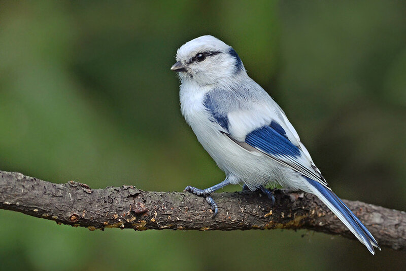 Blue Tit Perched on Branch — White