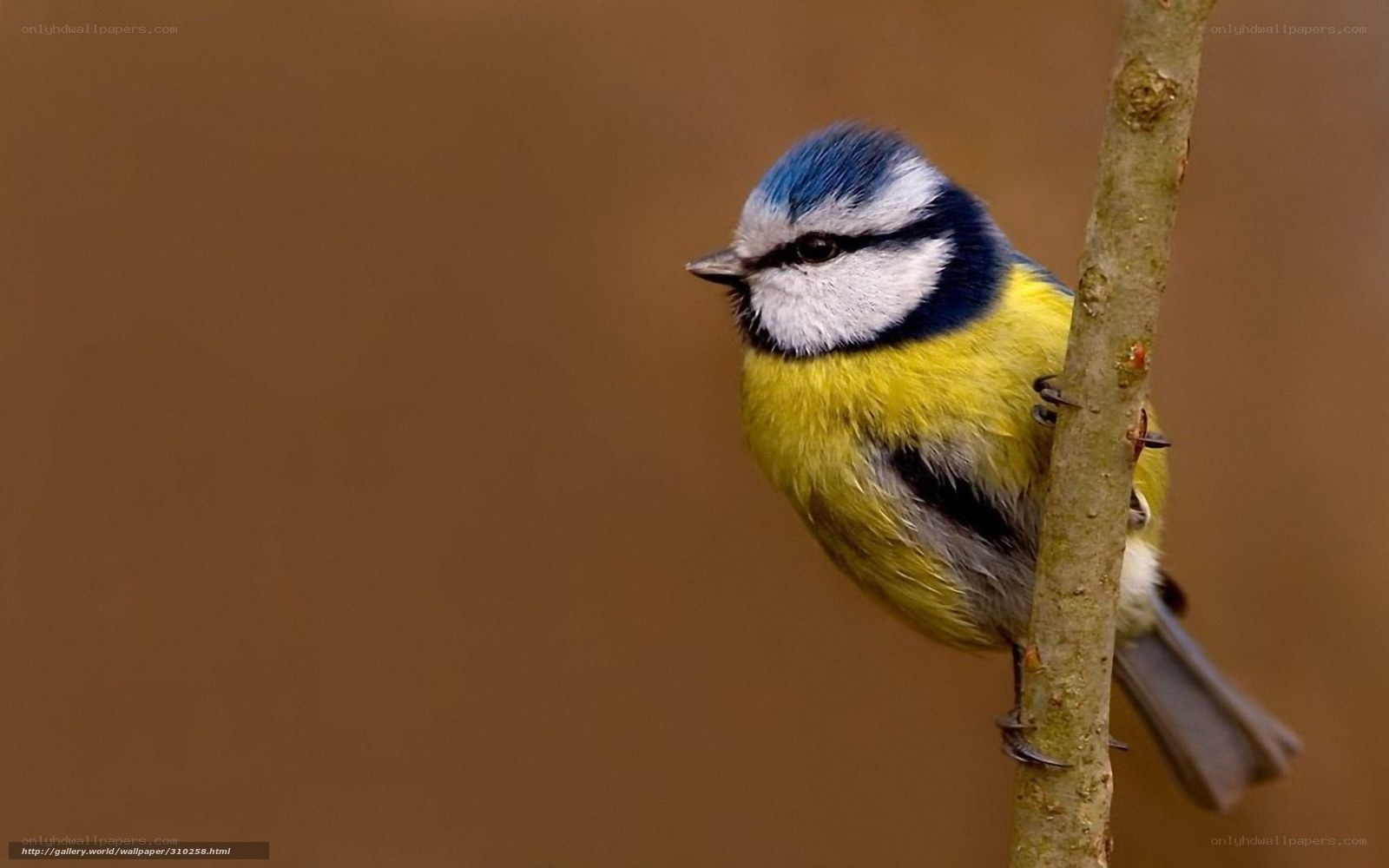 blue tit perched on branch
