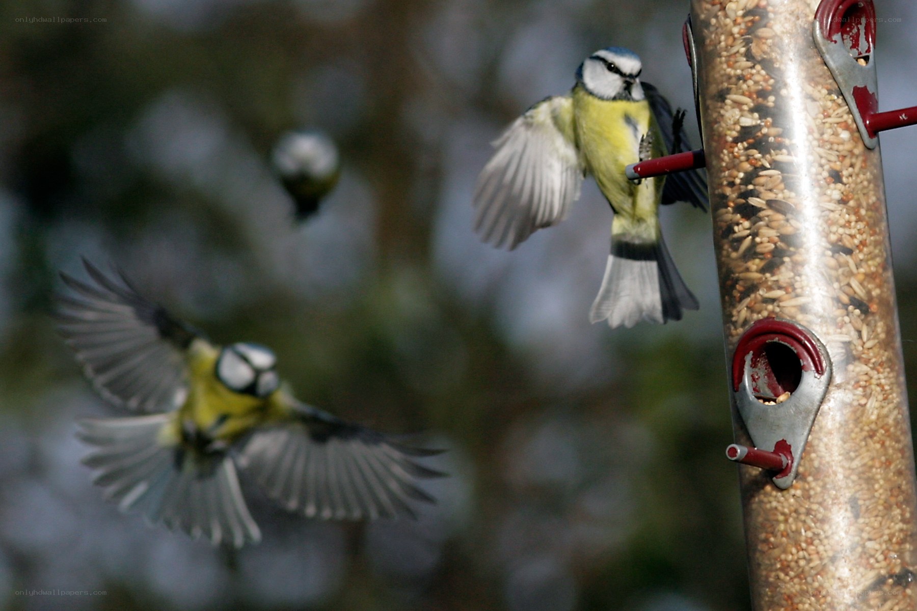 Blue tits at a feeder