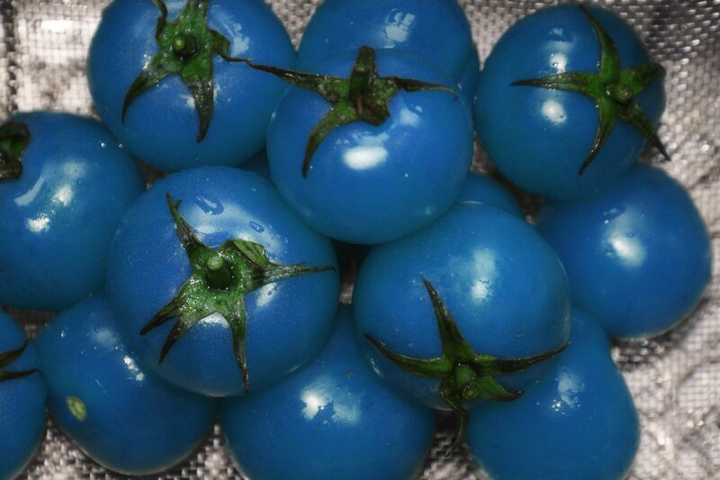 blue tomatoes on mesh