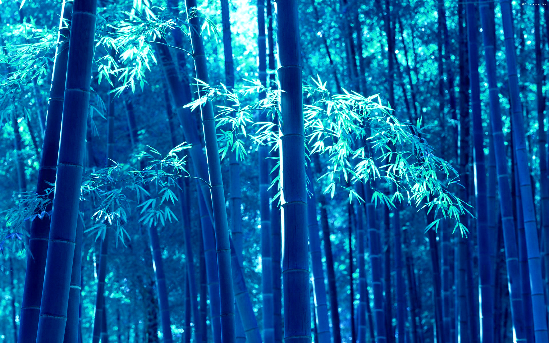 Blue-toned bamboo forest