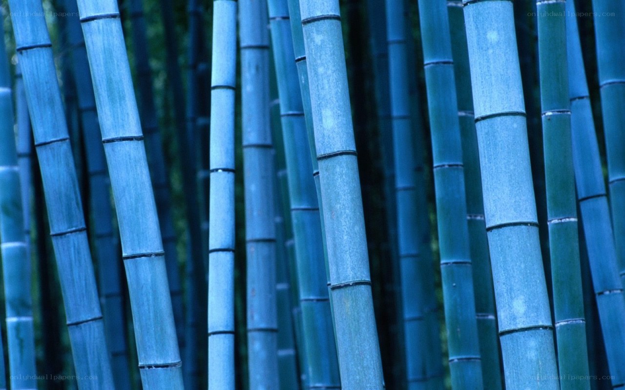 Blue-toned bamboo forest