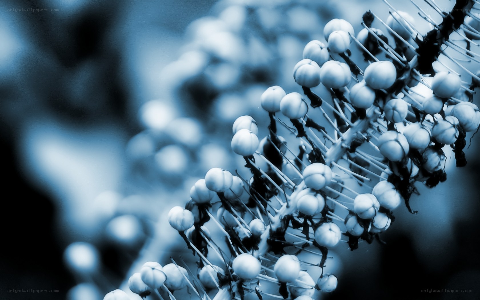 blue-toned berry cluster