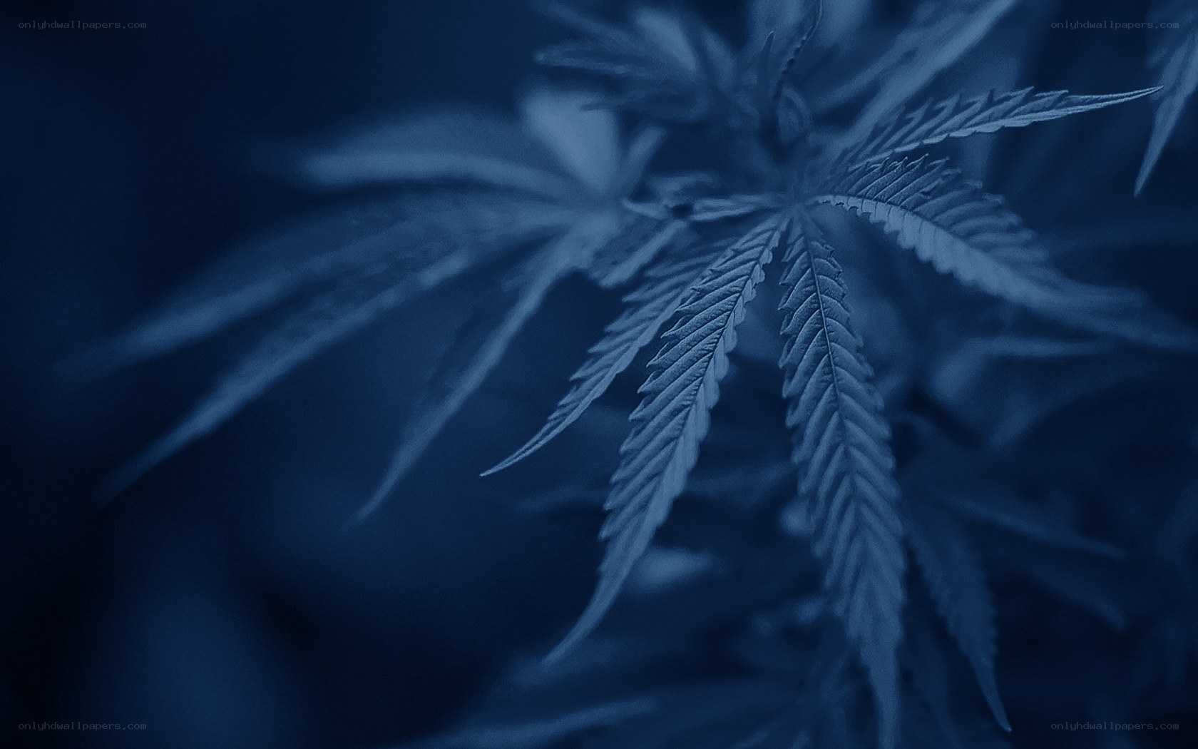 Blue-toned cannabis leaf