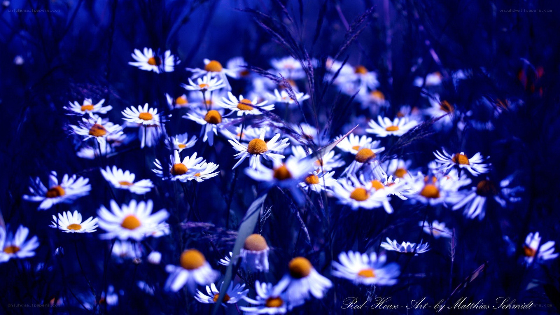 Blue-toned daisy field