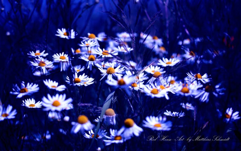blue-toned daisy field